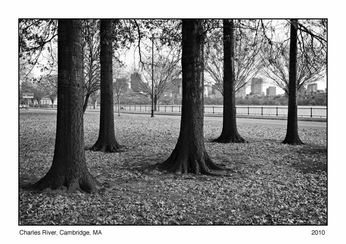 Trees by River