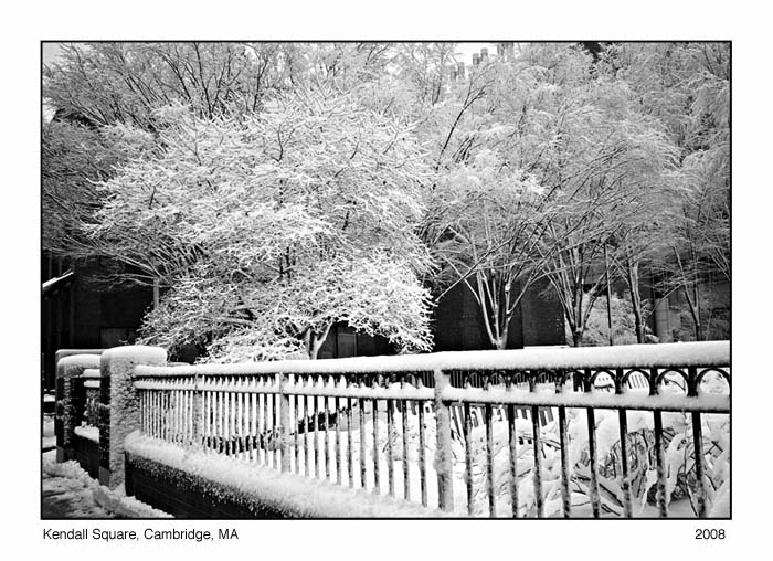 Snowey Trees