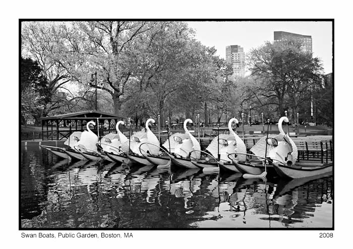 Swan Boats