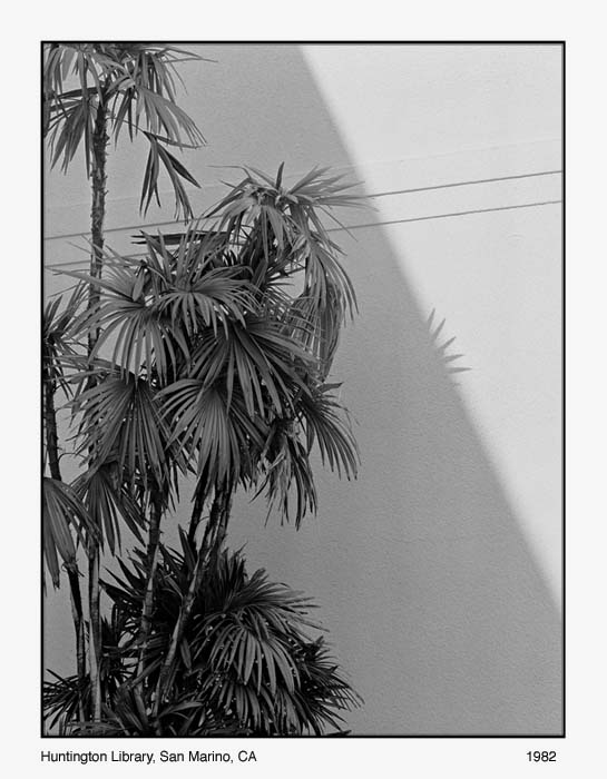 Palm and Shadow