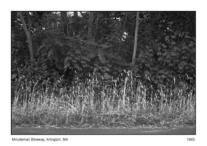 Weeds Along Bikeway